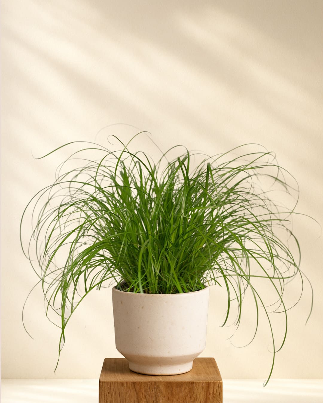 Produktbild: Katzengras