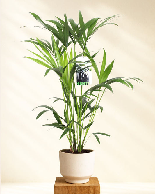 Kentia Palme Produktbild