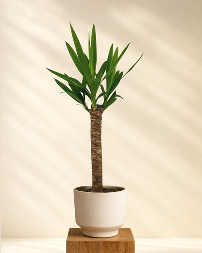 Produktbild kleine Yucca 60-80cm