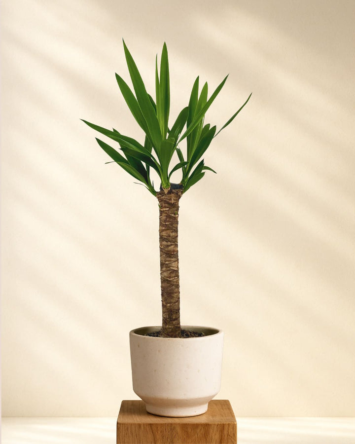 Kleine Yucca