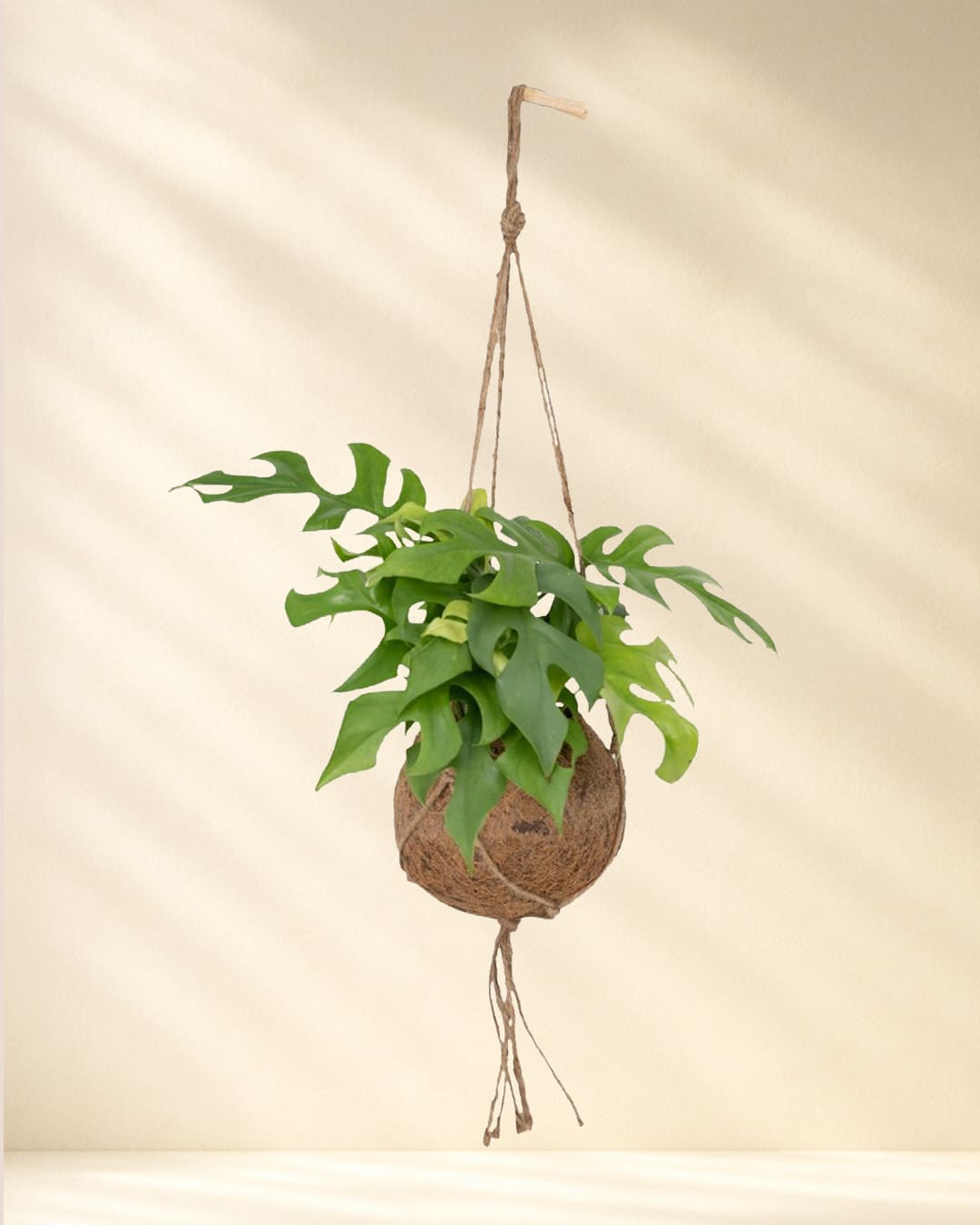 Produktbild Kokodama Monstera Minima