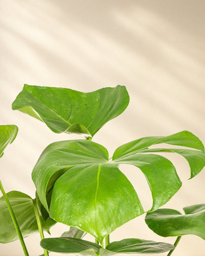Monstera Deliciosa Tauerii Closeup Blätter