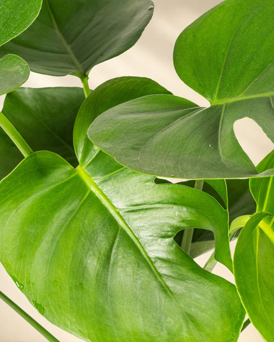 Monstera Deliciosa Tauerii Closeup Blätter 2