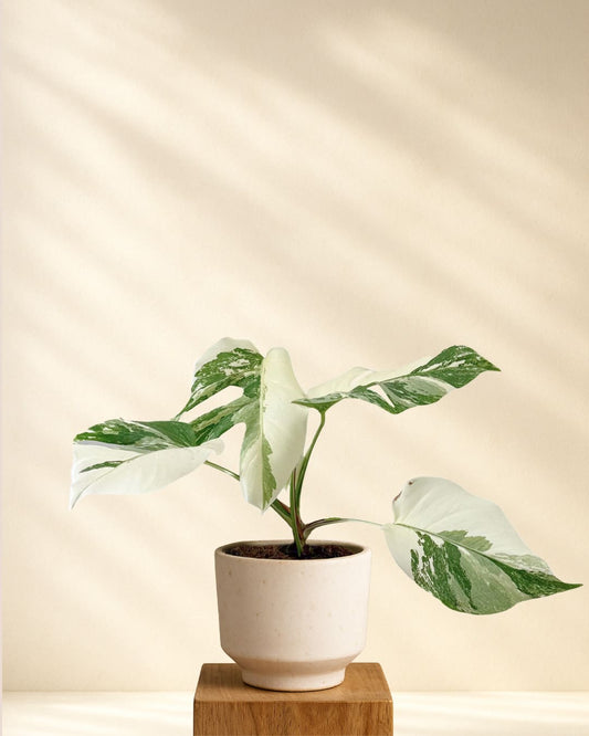 Produktbild Monstera Deliciosa Variegata Super White 35-40cm