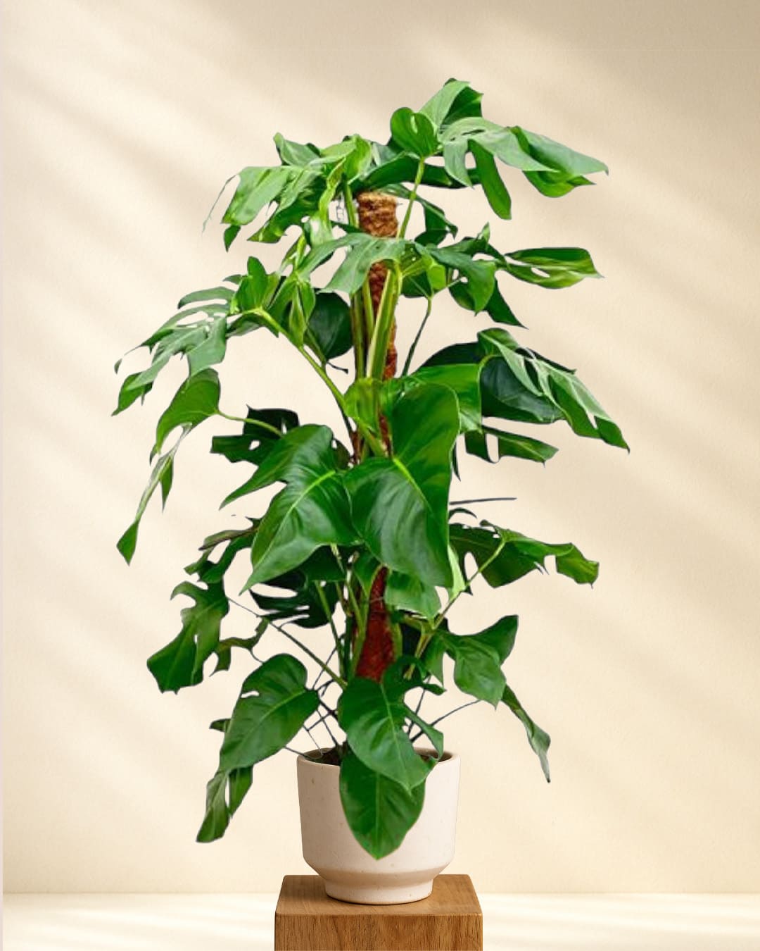 Produktbild Monstera Pertusum