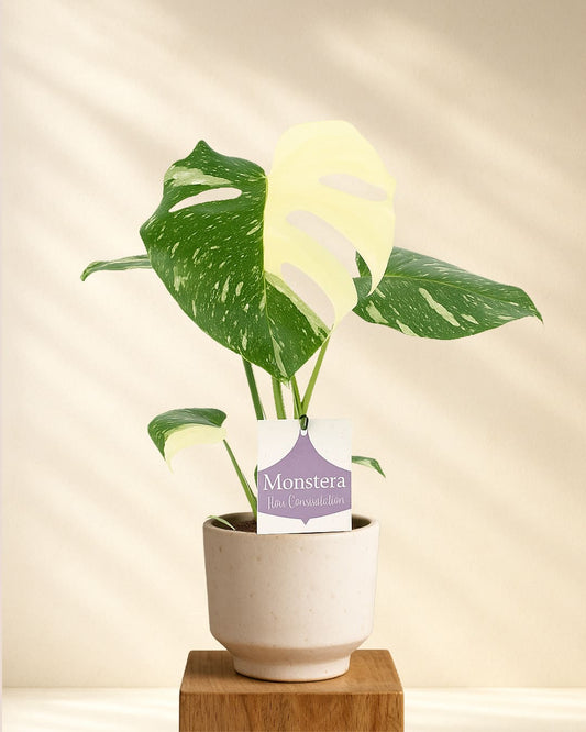 Monstera Thai Constellation
