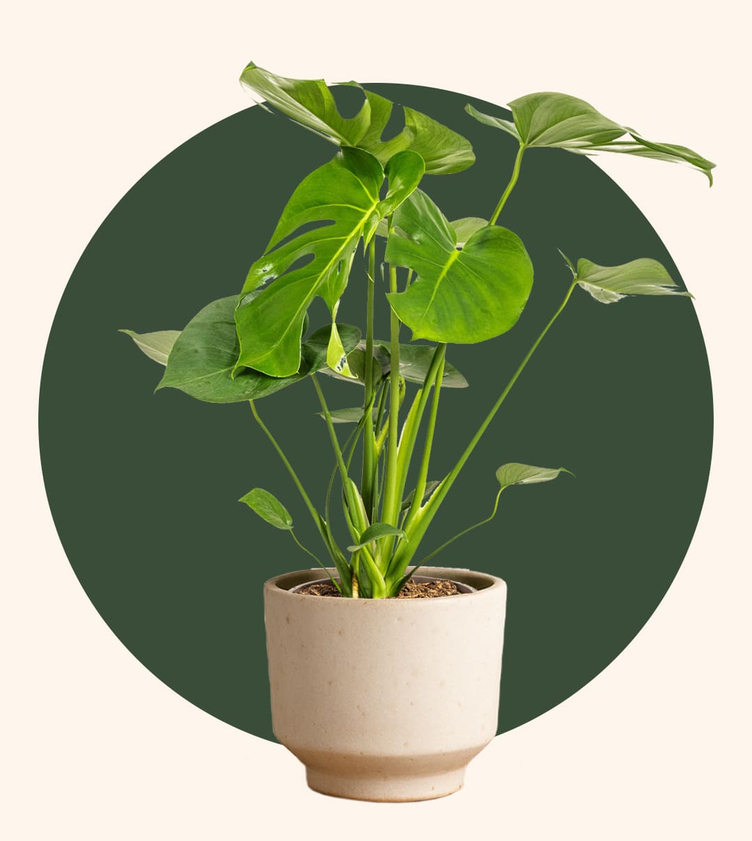 Monstera auf grünem Kreis