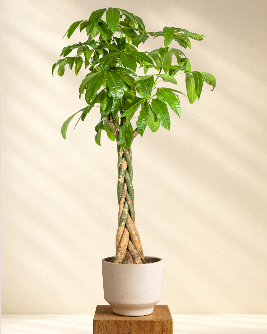 Poduktfoto Pachira Aquatica 160-180cm