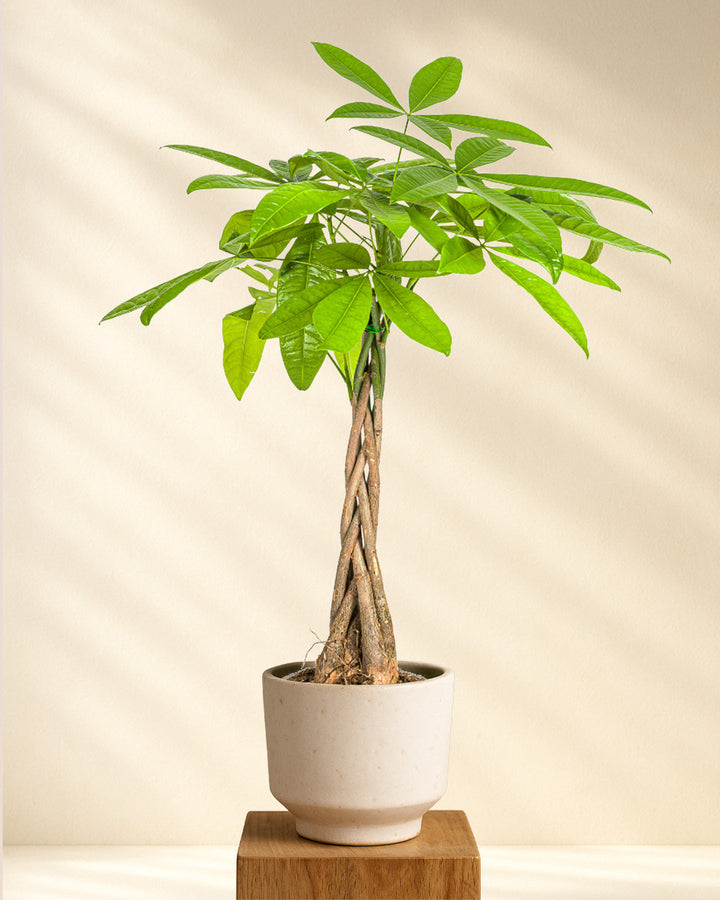 Pachira Aquatica