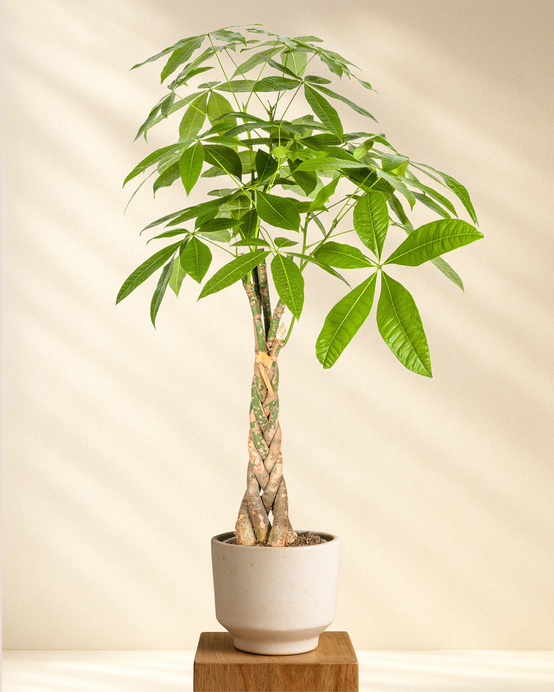 Produktfoto Pachira Aquatica 90-110cm