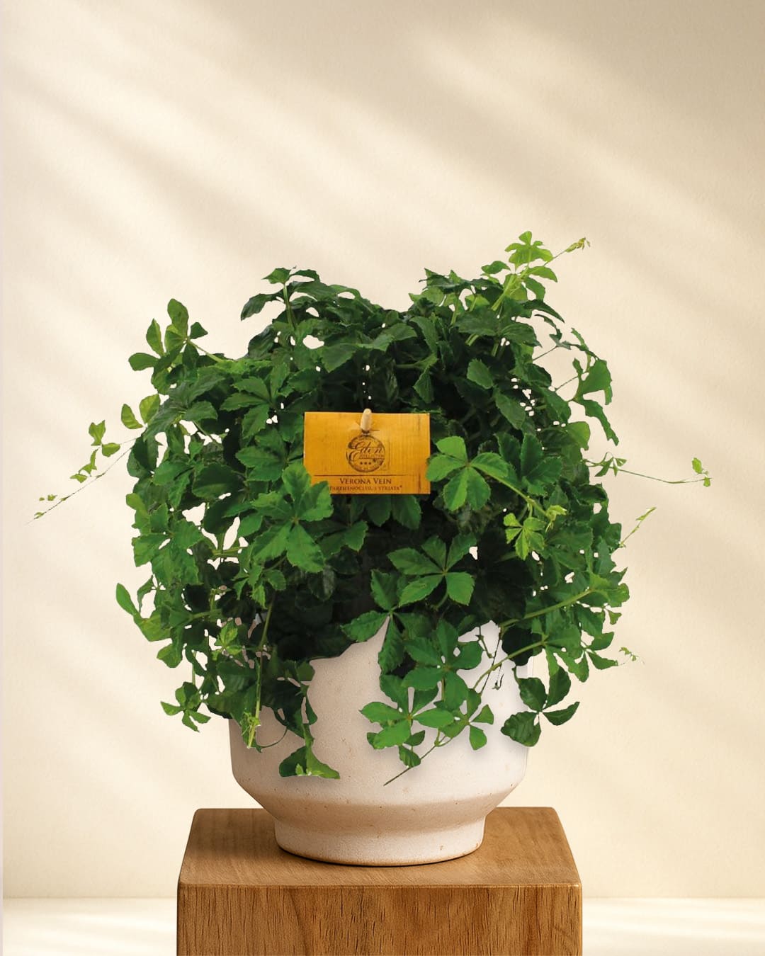 Produktbild Parthenocissus Striatha