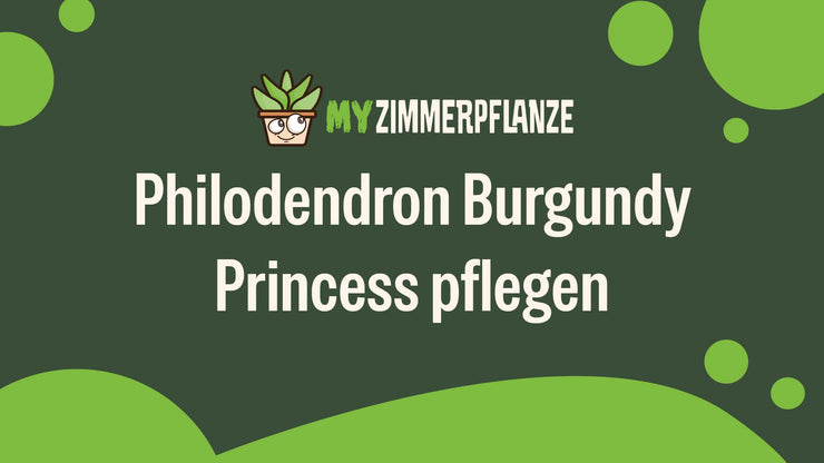 Philodendron Burgundy Princess pflegen: Standort, Gießen & Co.