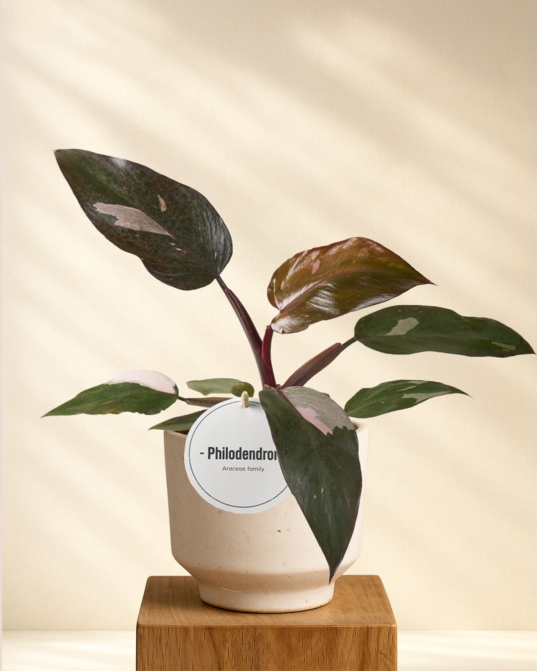 Produktbild Philodendron Burgundy Princess 25cm