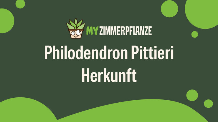 Philodendron Pittieri Herkunft: Vom Regenwald ins Wohnzimmer