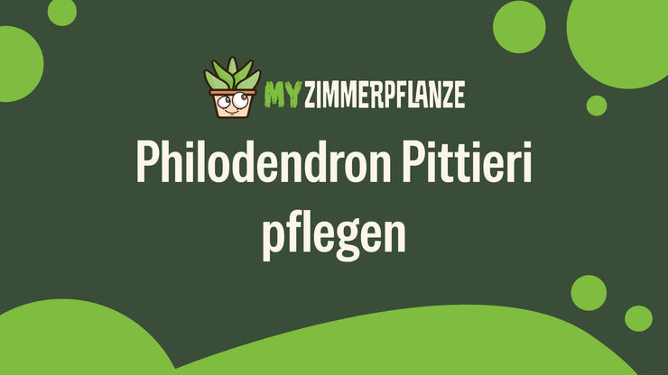 Philodendron Pittieri pflegen: Standort, Gießen & Co.