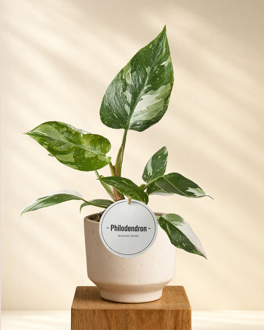 Produktbild Philodendron White Princess 30cm
