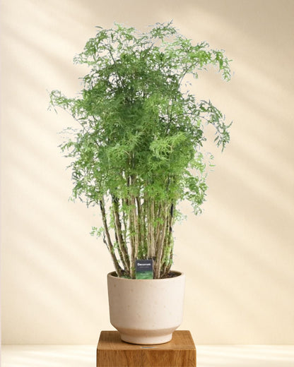 Produktbild Polyscias Hawaiiana Ming 90cm