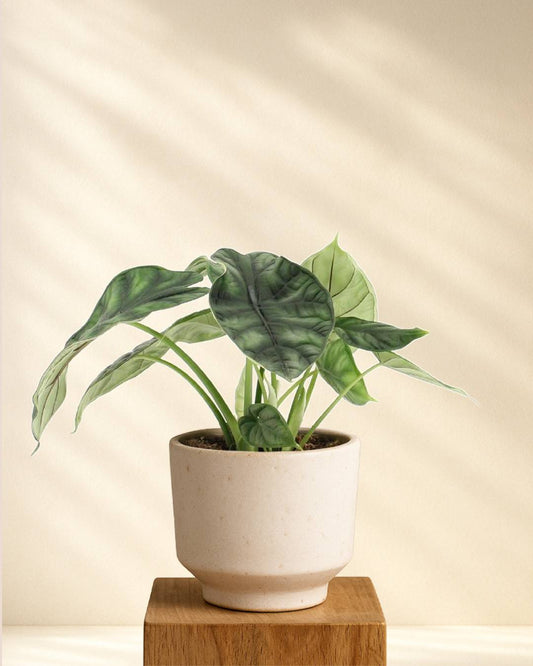 Produktfoto Alocasia Dragon Scale