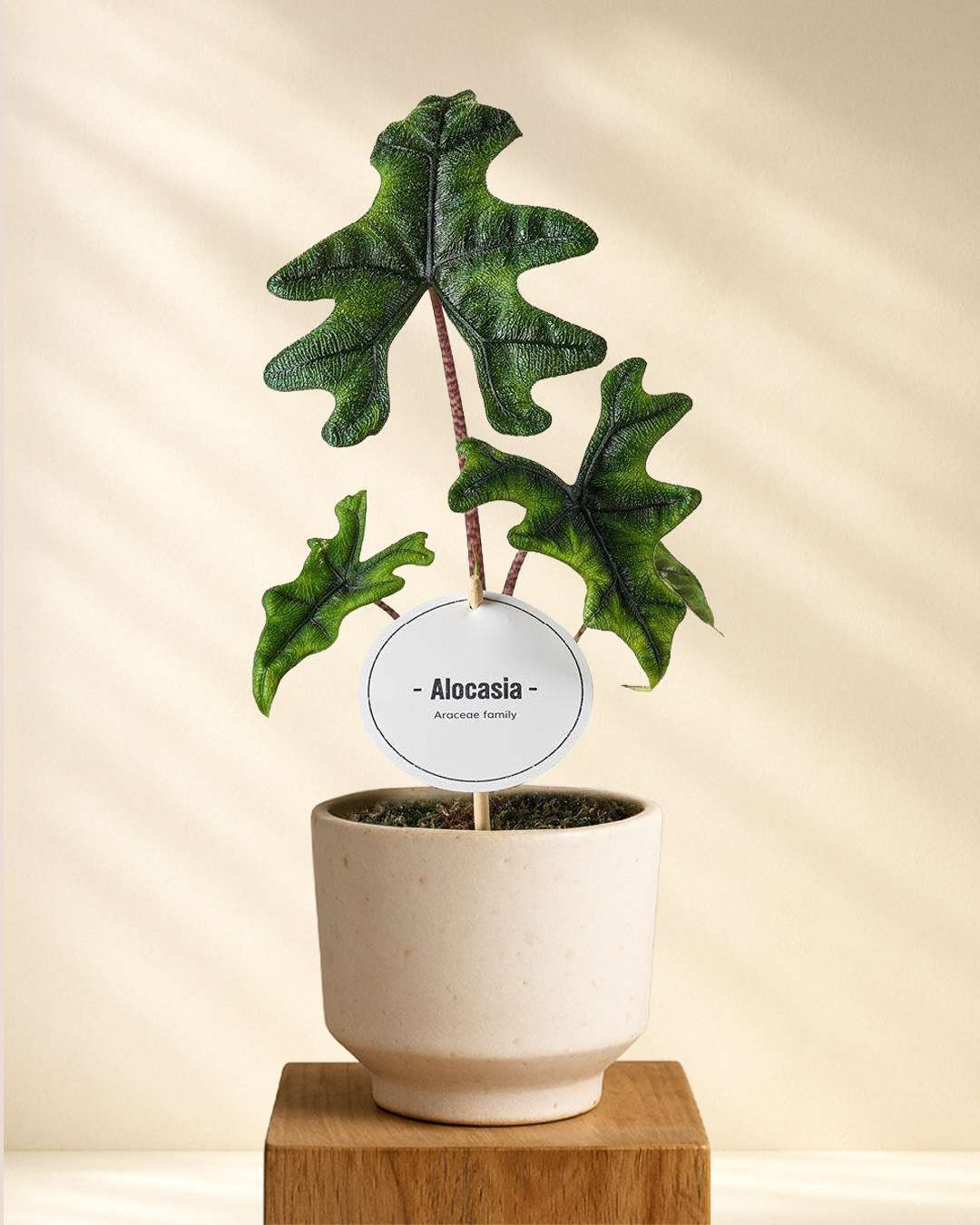 Produktfoto Alocasia Jacklyn