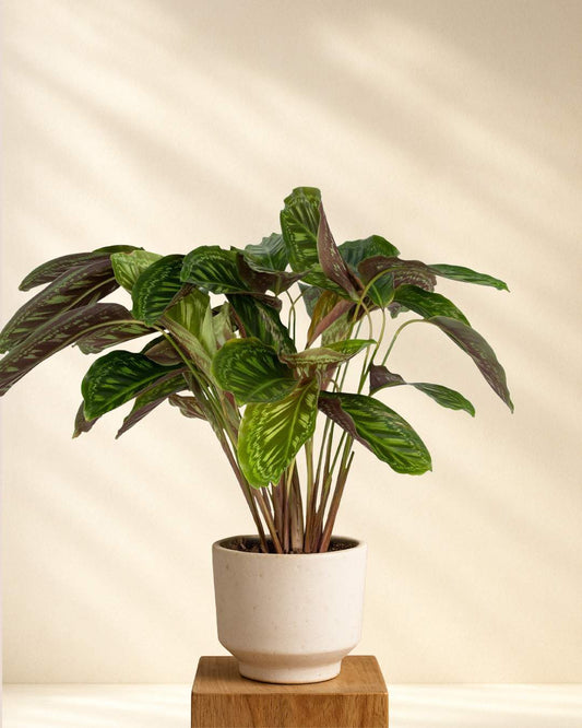 Produktfoto Calathea Flamestar Pfauenpflanze