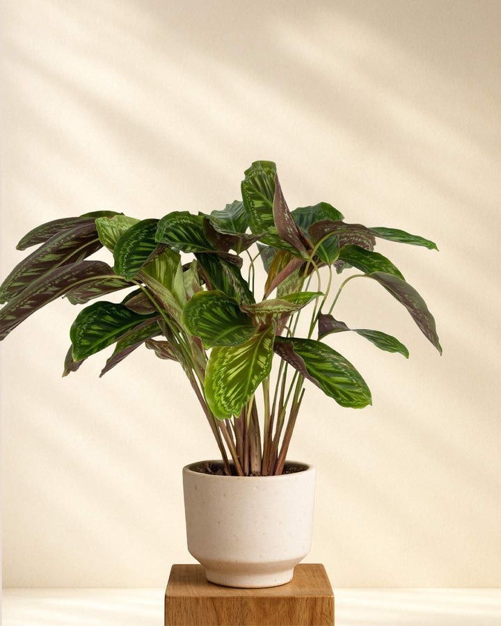 Calathea Flamestar (Pfauenpflanze)
