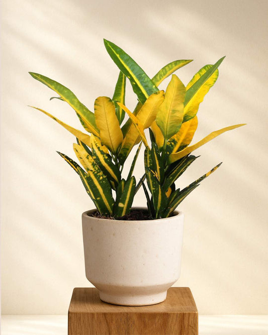 Produktfoto Croton Sunny Star