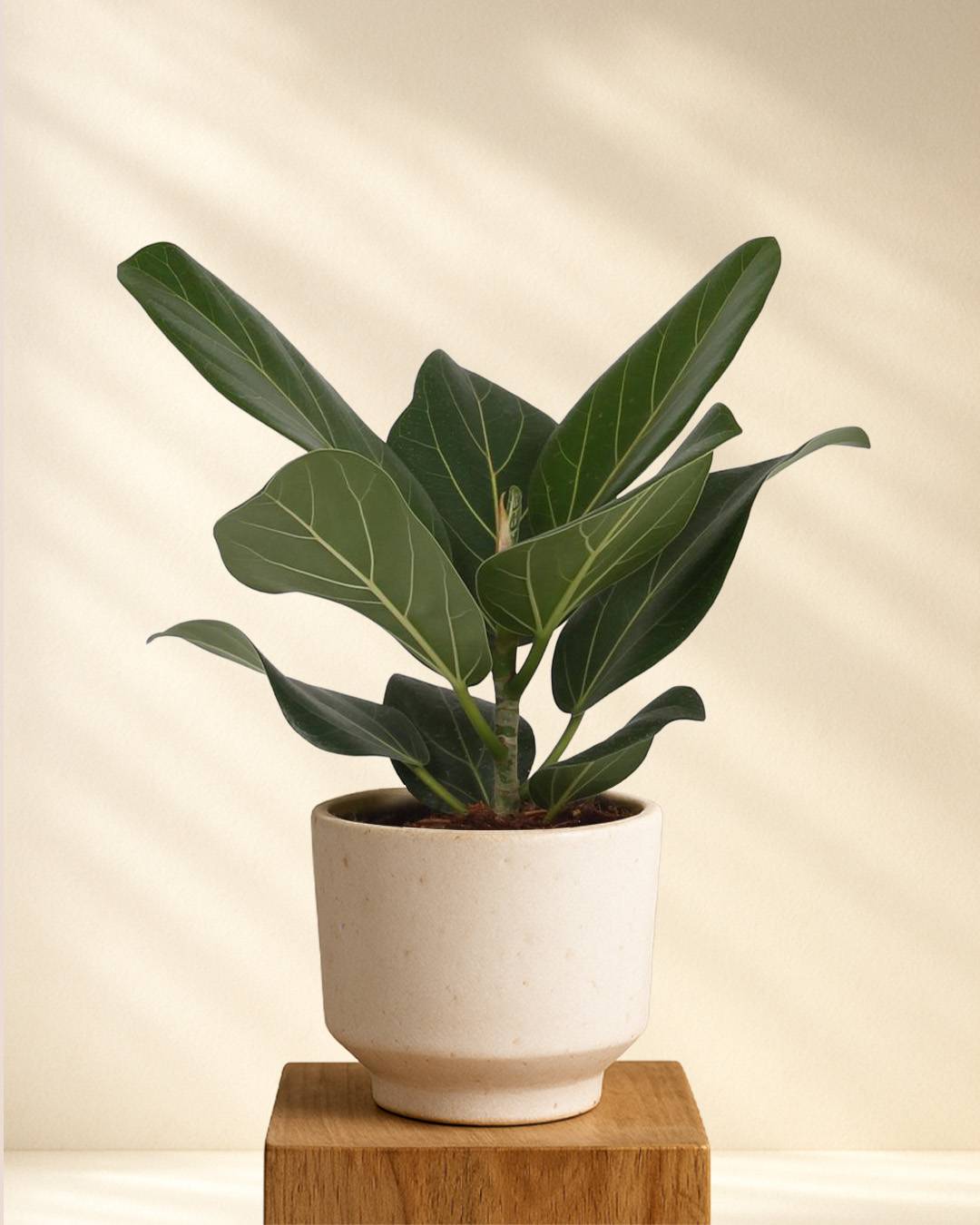 Produktfoto Ficus Benghalensis