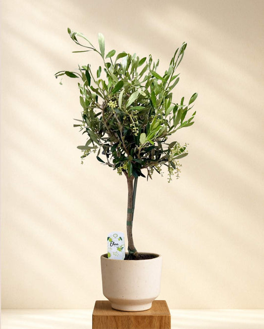 Produktfoto Olivenbaum (Olea europaea)