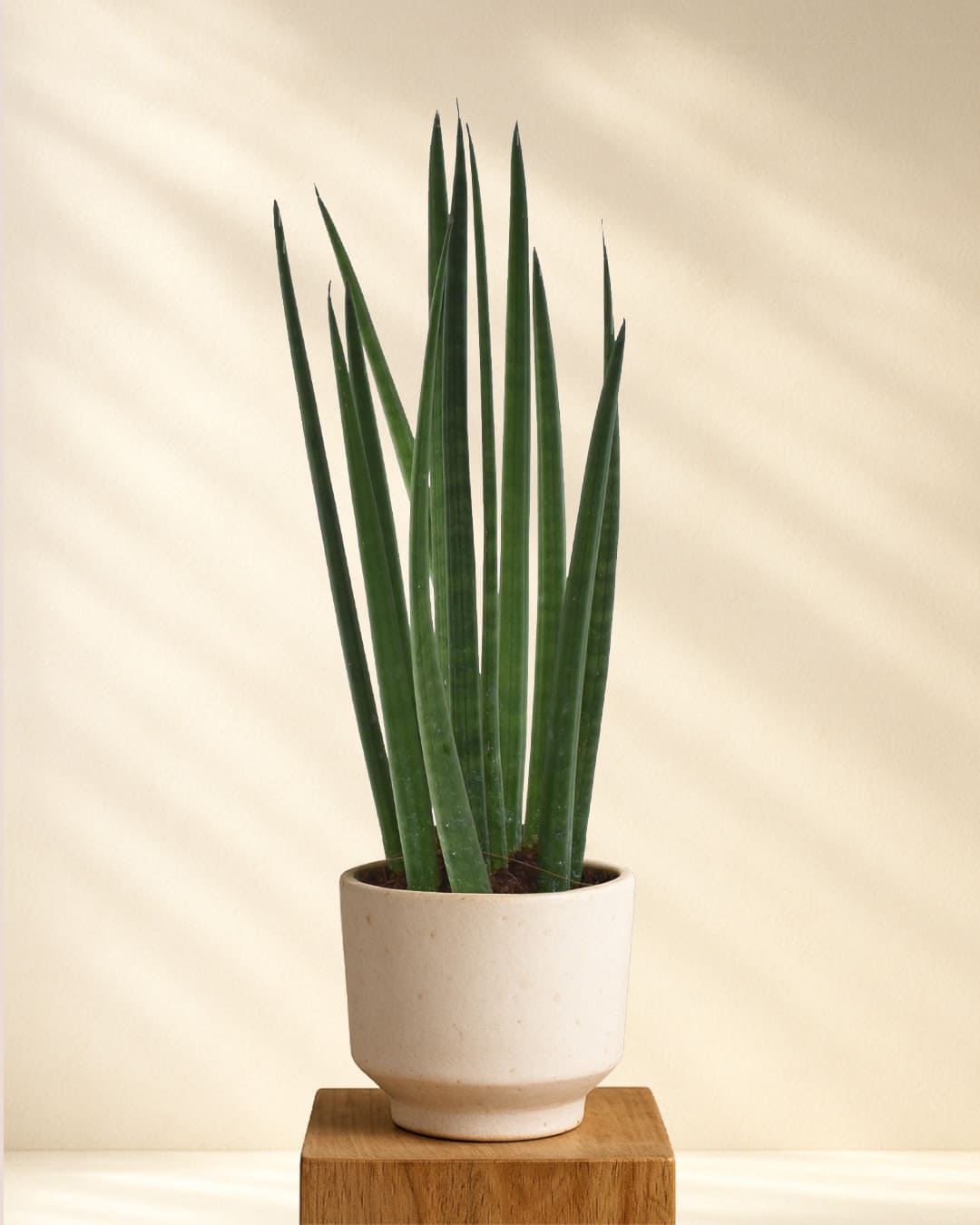Produktbild: Sansevieria Bacularis