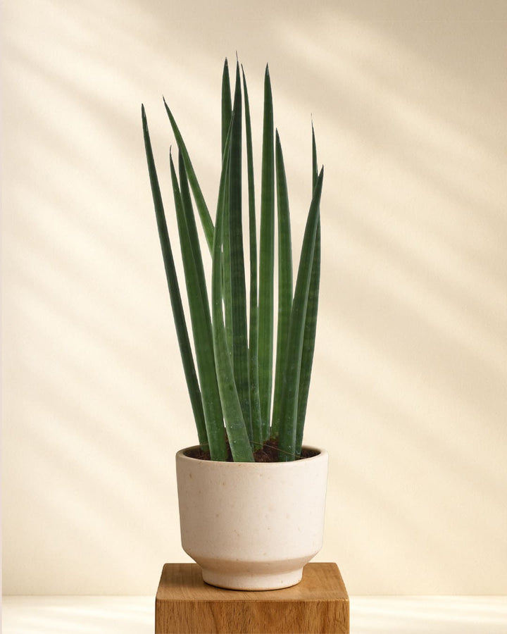 Sansevieria Bacularis