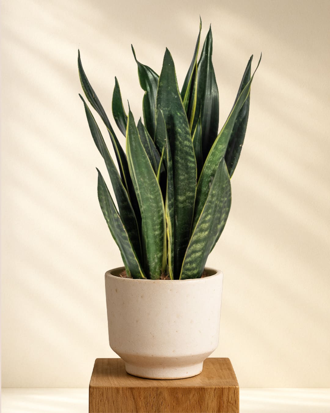 Produktbild Sansevieria Trifasciata Futura Black 45-55cm