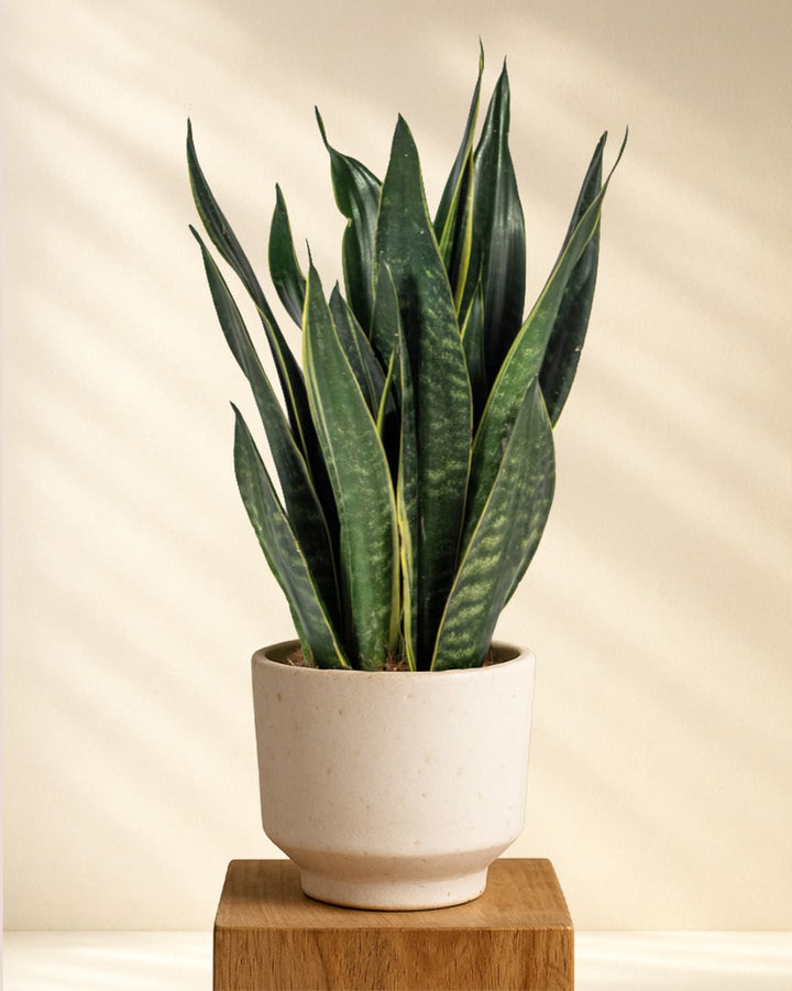 Sansevieria Trifasciata Futura Black