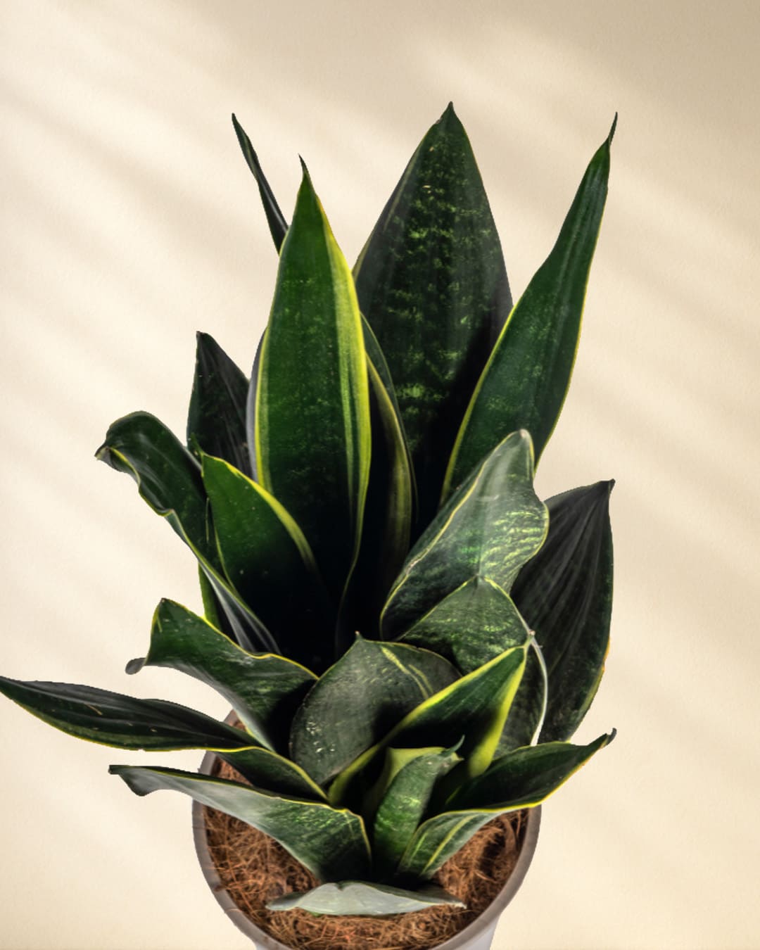 Sansevieria Trifasciata Futura Black Closeup von oben
