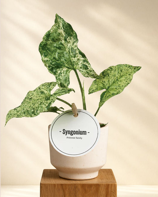 Syngonium Mottled