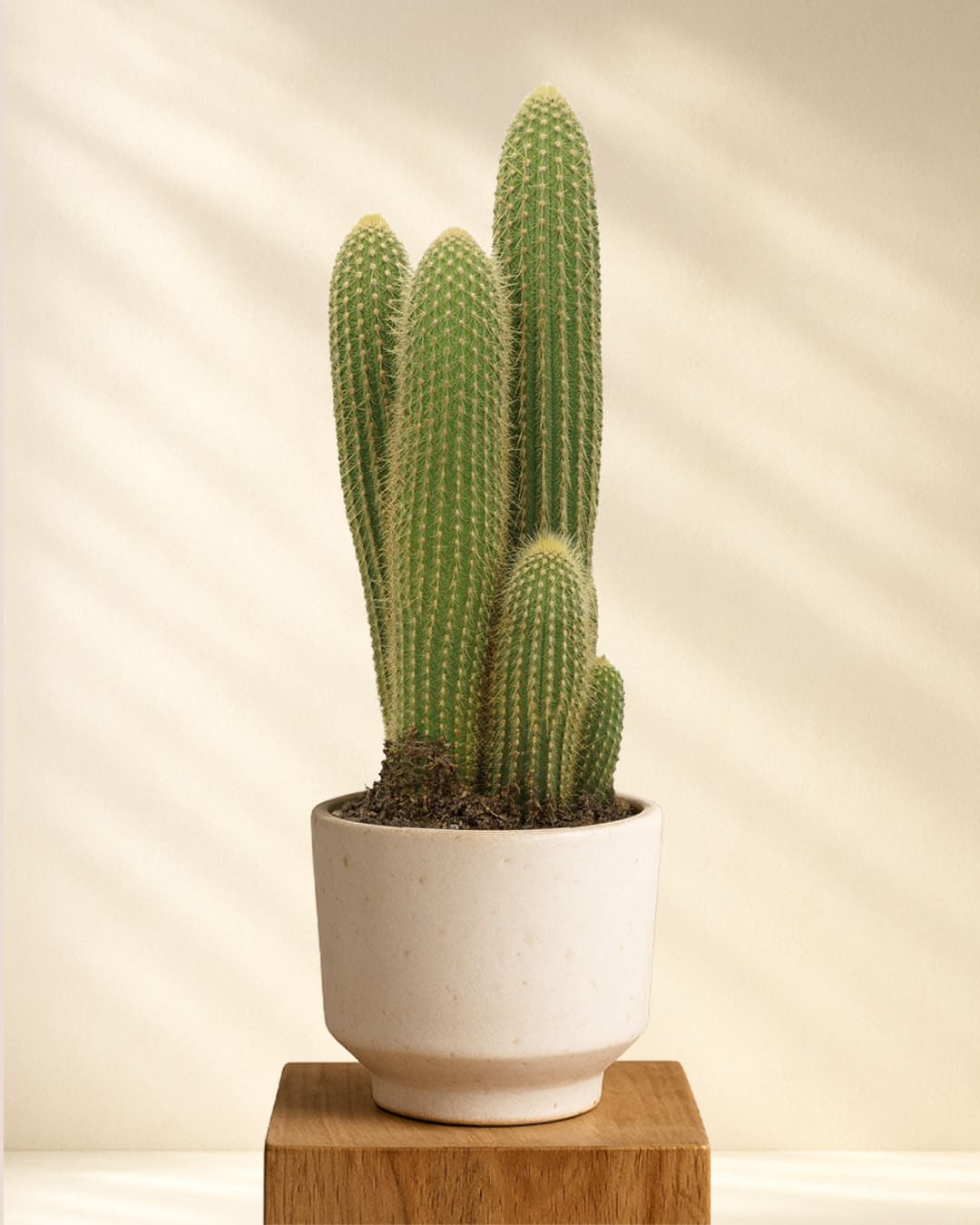 Produktbild Vatricania Guentheri