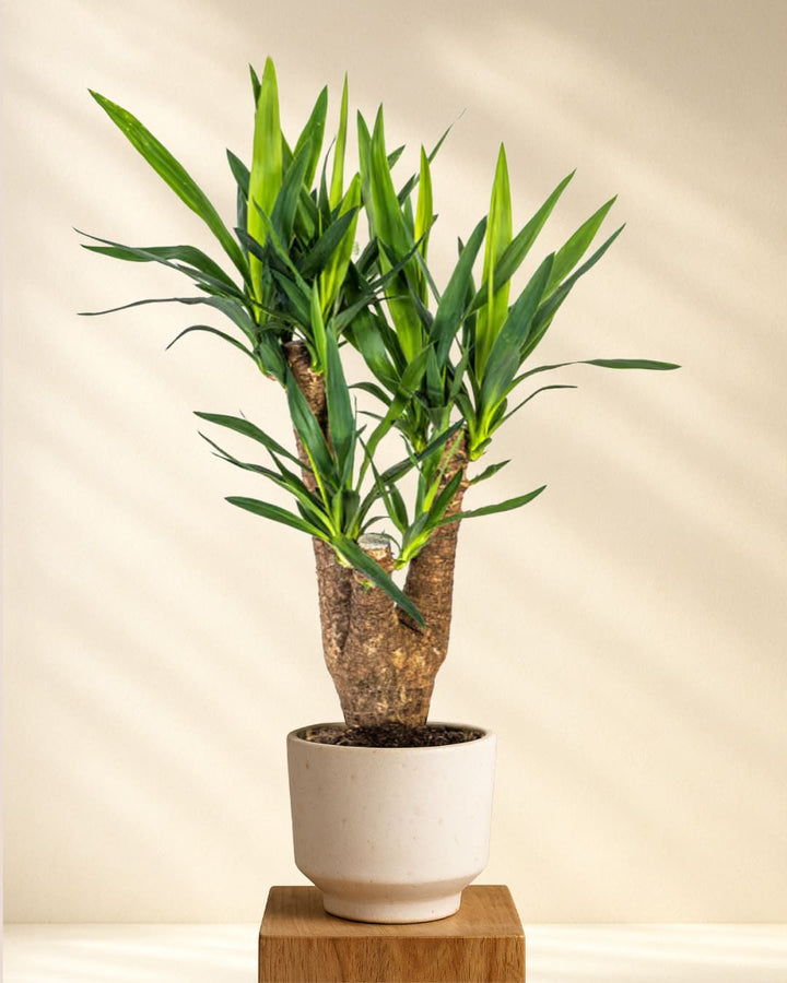 Yucca Elephantipes Verzweigt (Yucca Palme)