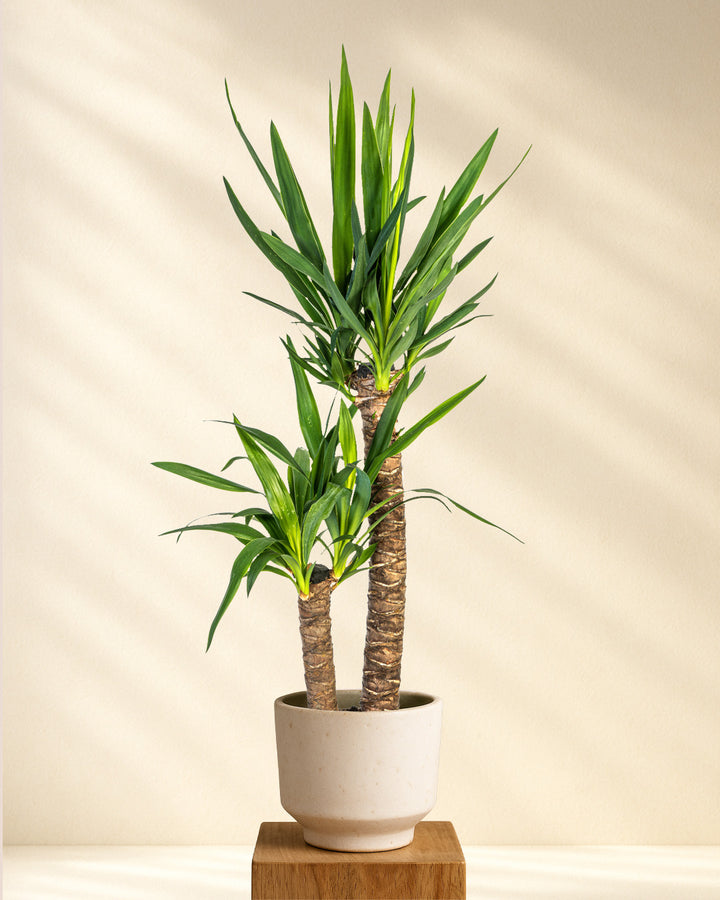 Yucca Elephantipes