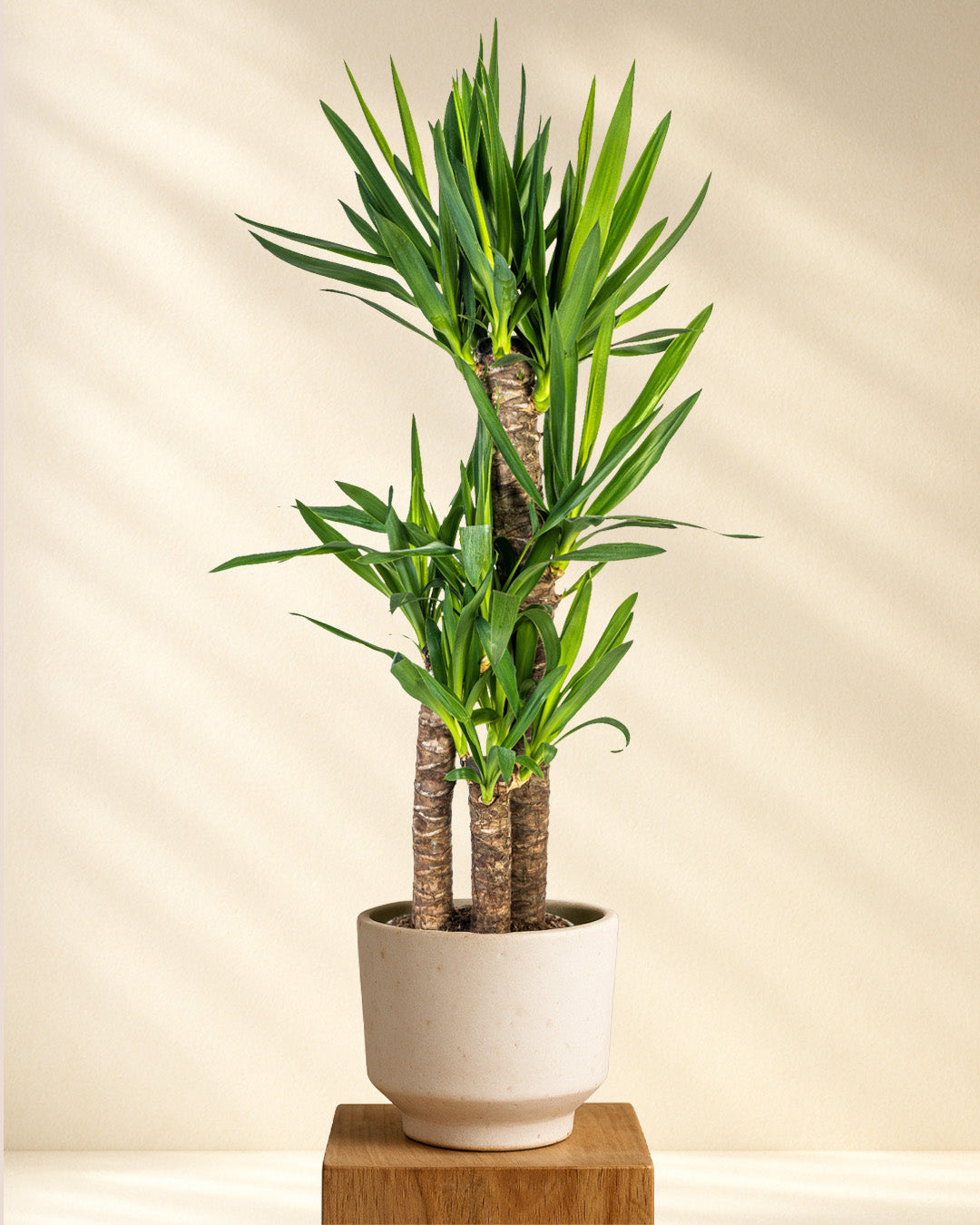 Produktbild Yucca Elephantipes 90-110cm