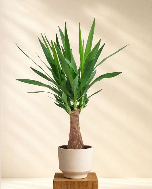 Produktbild Yucca Maya Tree