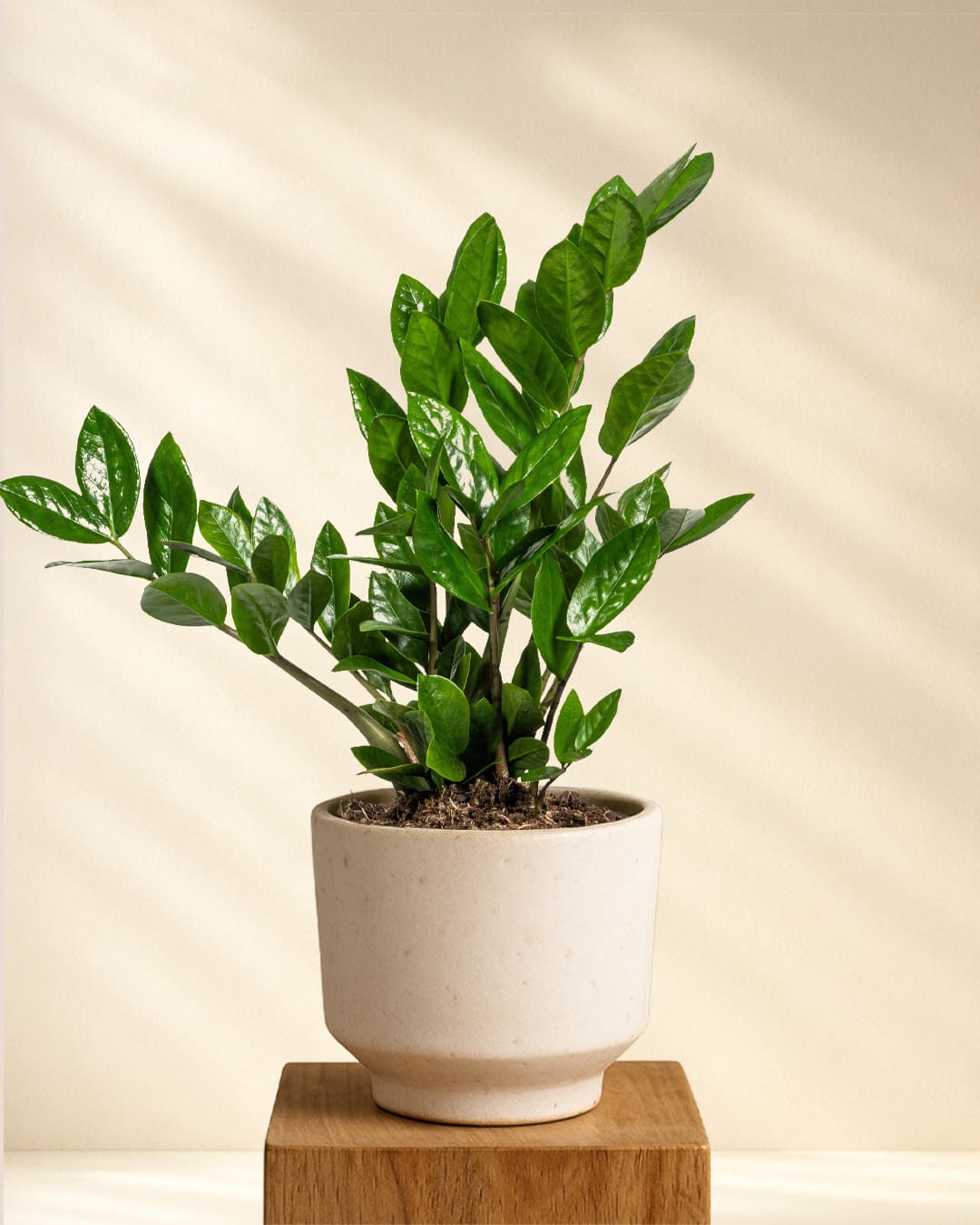 Produktfoto Zamioculcas Zamiifolia 40-50cm