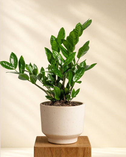 Produktfoto Zamioculcas Zamiifolia 40-50cm