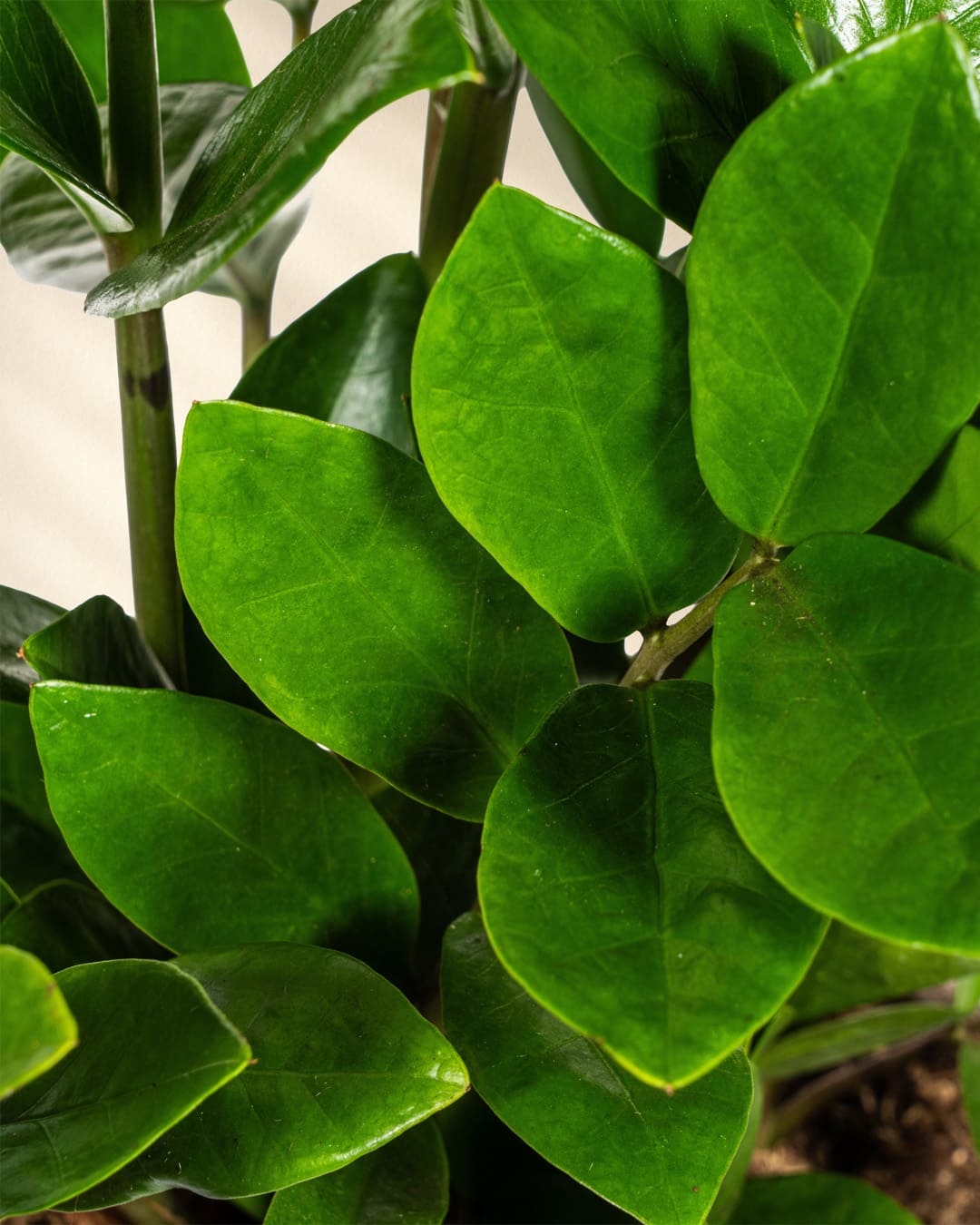 Zamioculcas Zamiifolia Closeup Blätter