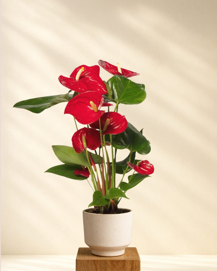 Anthurium Andreanum Rot (Flamingoblume)