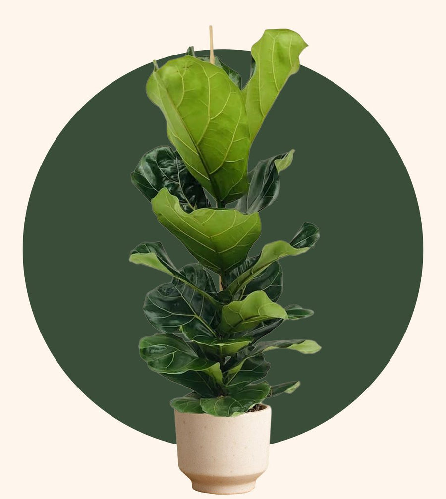Ficus