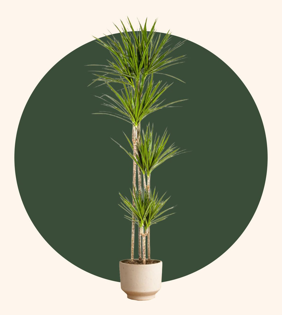 Hohe, schmale Zimmerpflanzen