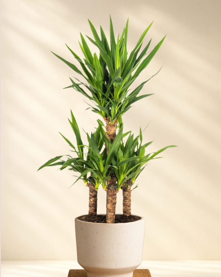Buschige Yucca Palme
