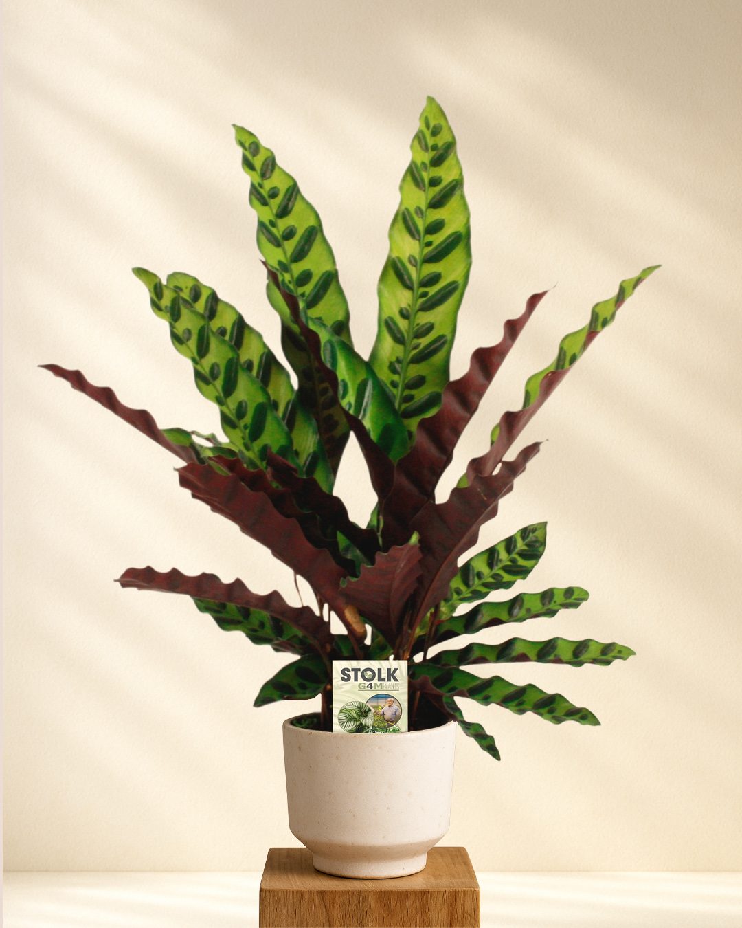 Calathea Lancifolia Klapperschlangenpflanze im hellen Topf