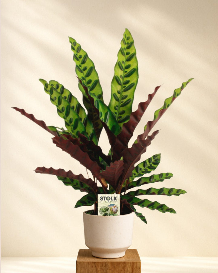 Calathea Lancifolia (Klapperschlangenpflanze)