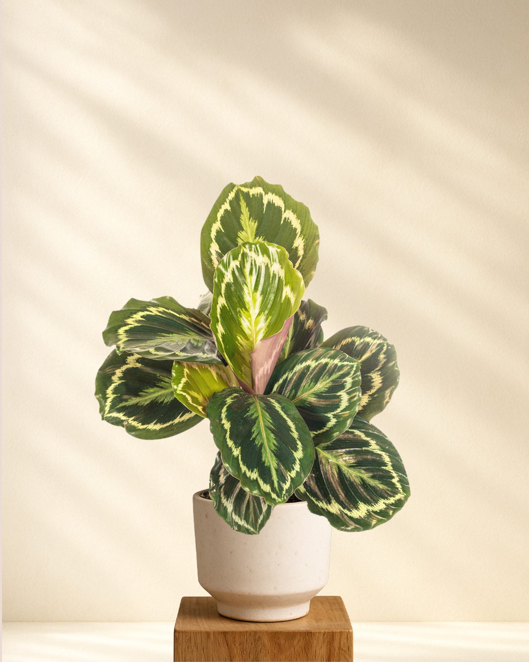 Calathea Medallion im hellen Topf auf einem Holzhocker