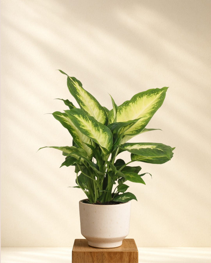 Dieffenbachia Camilla